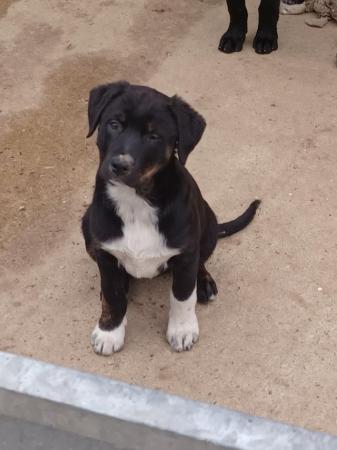Image 12 of border collie cross rottweiler puppies