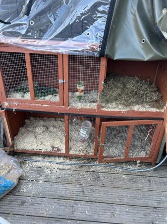 Image 2 of Female rabbit and hutch