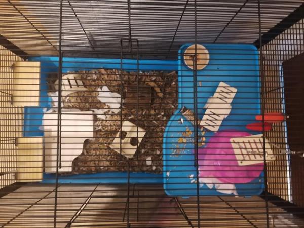 Image 2 of Large hamster/mouse cage with accessories