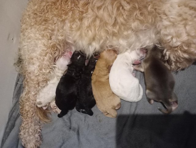 Preview of the first image of Cockapoo puppies.Ready now. Last one available..