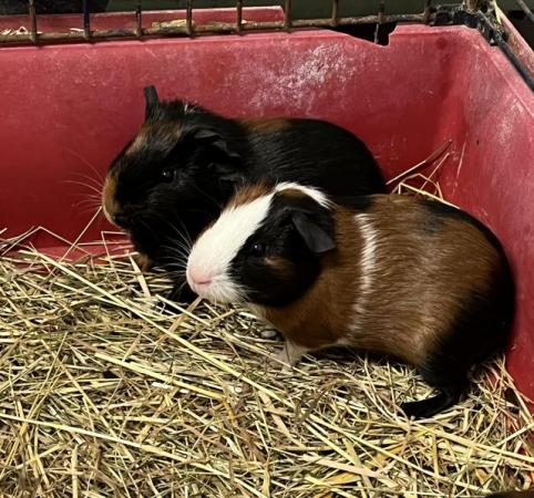 Image 2 of Tort & white Guinea pig males cavy £10 each