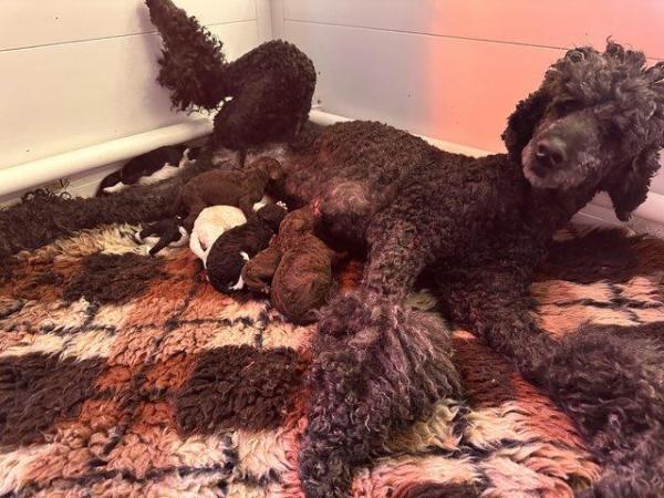 Image 5 of Kc Reg Standard poodle pups 1 Apricot boy & 1 Tuxedo girl