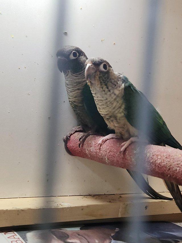 Preview of the first image of 2 turquois green cheek conures.