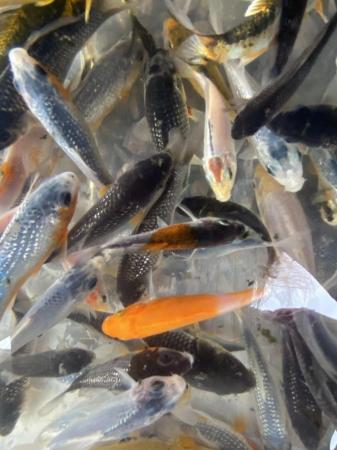 Image 15 of Koi. 2-3 inch and 3-4 inch. Various colours.