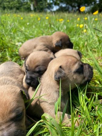 Image 1 of Patterjack puppies for sale