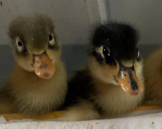 Image 2 of Swedish ducklings 1 week old