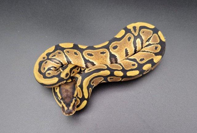 Preview of the first image of Red Stripe Het Clown Ball Python 230905.