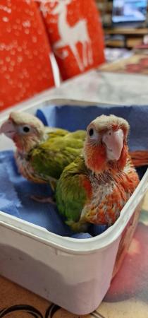 Image 6 of Supertame Handreared Green Cheek Conure for sale