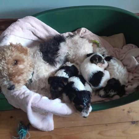 Image 6 of Wire Haired Fox Terrier puppies for sale/now all sold