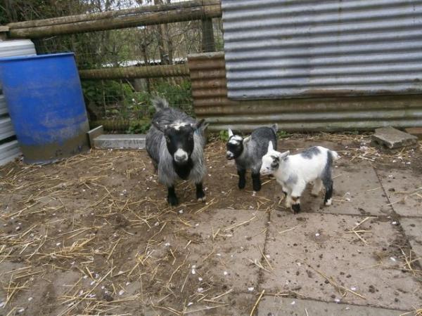 Image 3 of Pygmy Goat Nanny with Kids at Foot