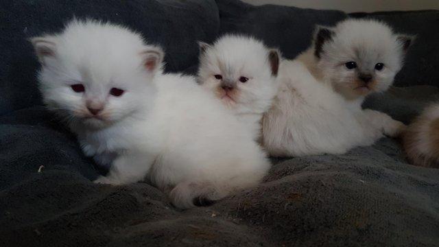 White kittens with blue eyes for sale near hot sale me