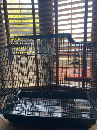 Image 4 of 2x male budgies blue and green and cage