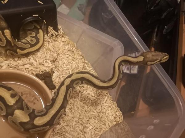 Image 4 of Royal python collection
