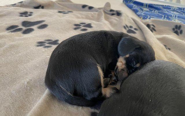 Image 4 of miniature dachshund puppies
