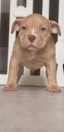 Image 5 of ABKC Pocket bully pupsMessage for more info TopBloodline
