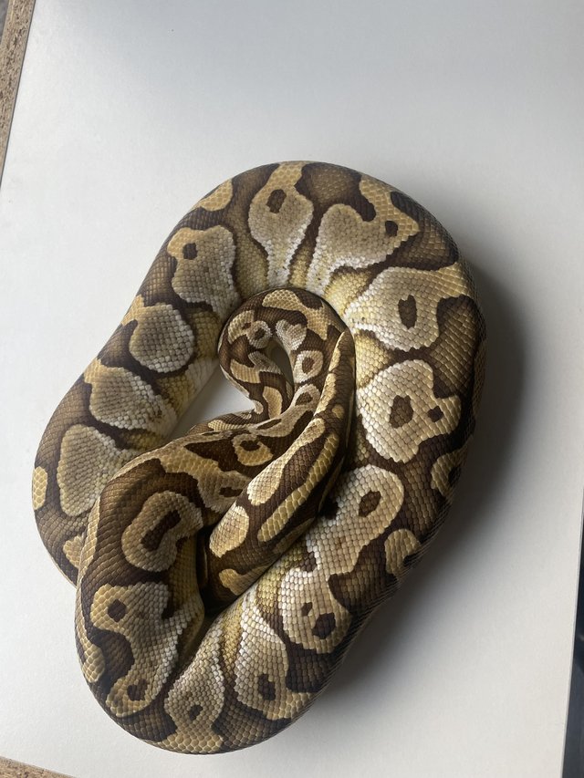 Preview of the first image of Proven Female butter royal python.