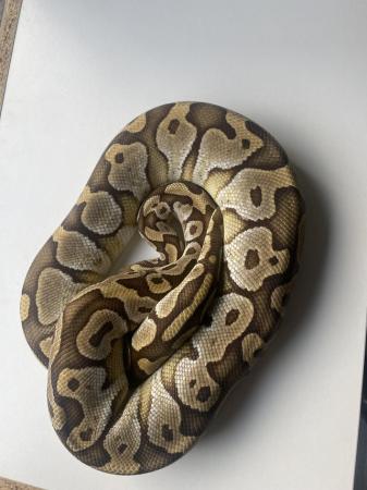 Image 1 of Proven Female butter royal python
