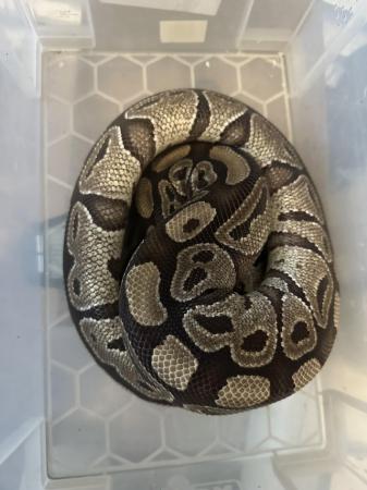 Image 2 of Royal/ball pythons for sale breeding weight female and male