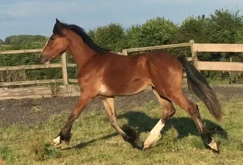 Image 3 of Registered Warmblood x Irish Sports Horse Filly To Make 16hh