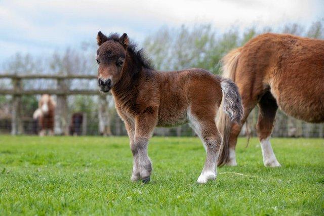 Image 1 of Super friendly Miniature Shetland Colt available at weaning.