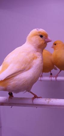 Image 2 of Yellow Canaries Available Now