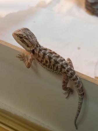 Image 5 of Babies bearded dragons are looking for forever home