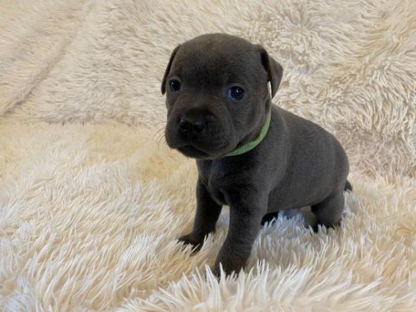 Image 4 of Champion blue Staffordshire bull terrier puppies