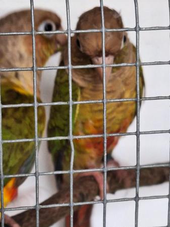 Image 3 of Mutation greencheeked conures