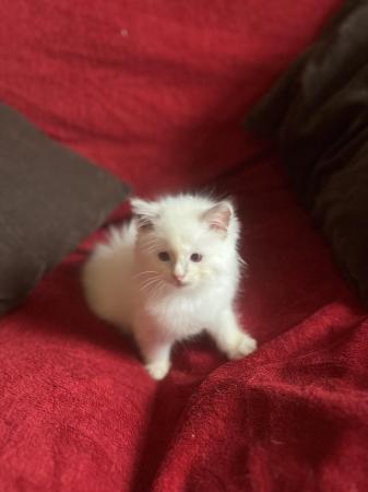Image 18 of Male lilac mitted Ragdoll kitten SOLD