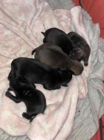 Image 8 of PUG PUPPIES FOR SALE ??