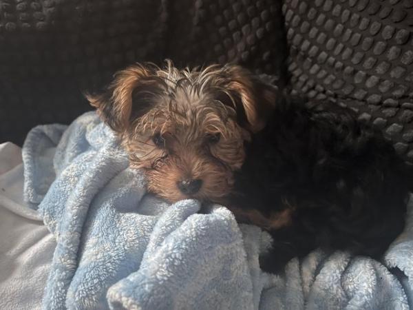 Image 1 of 12 weeks old Yorkshire terrier puppies