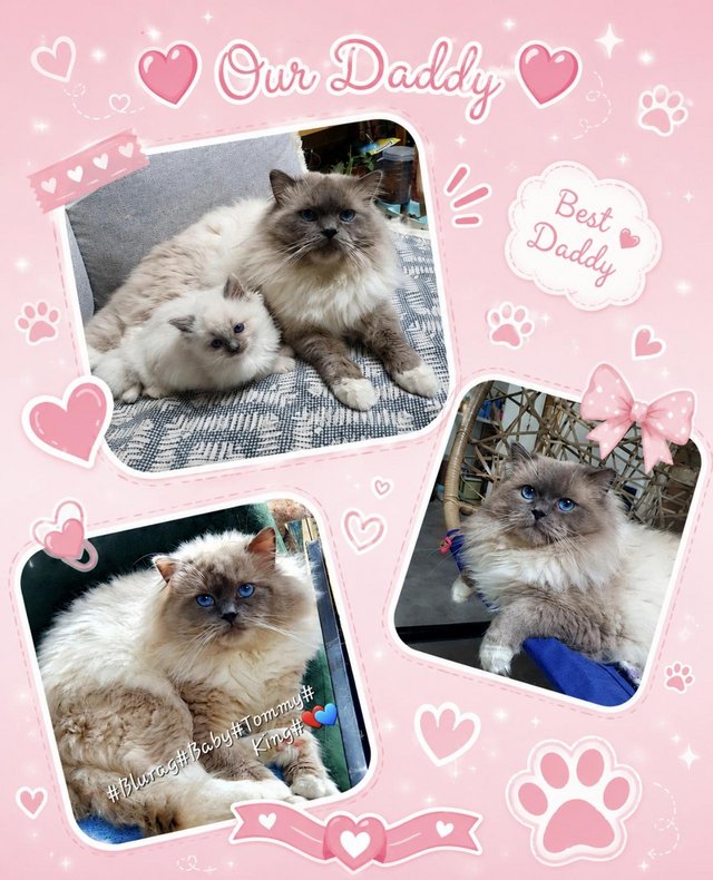 6 Pure breed Ragdoll Kittens — photo 2 of 4