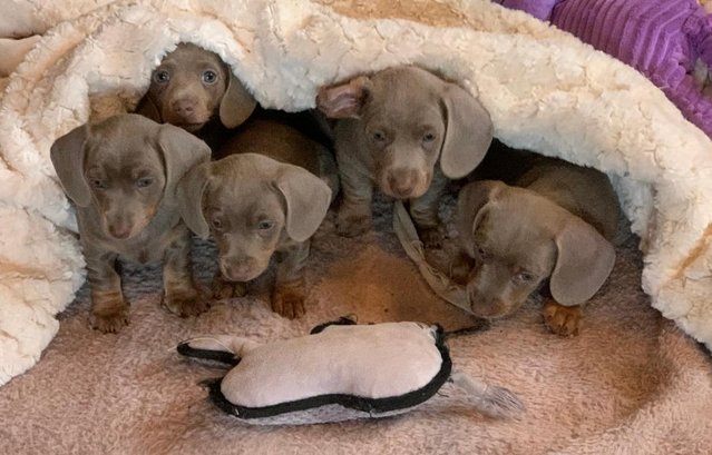 Image 5 of KC REGISTERED MINATURE DACHSHUND PUPPIES