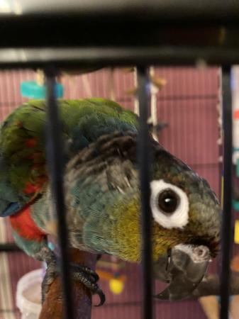 Image 3 of Crimson bellied Conure for sale