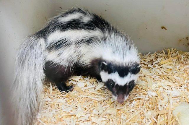 Preview of the first image of Saharan striped polecat (Ictonyx ibicus).