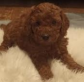 Preview of the first image of Teacup tiny very dark red toy poodle boy. Tiny parents.