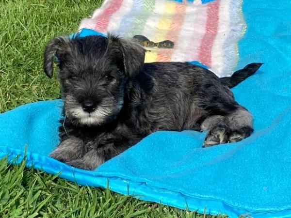 Image 5 of 2 available Quality Pedigree Miniature Schnauzer Puppies