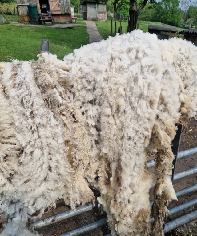 Preview of the first image of 1 kg Raw (unwashed) Shetland Fleece.