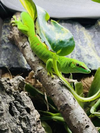 Image 4 of Giant day gecko(Phelsuma Grandis)for sale