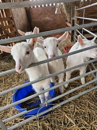 Image 3 of Cade Goat Kids - wethers - available now