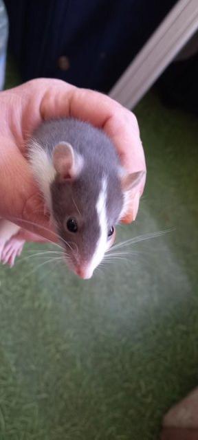 Preview of the first image of Young male rats ready for rehome in Glasgow.