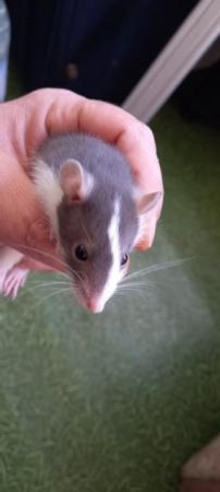 Image 1 of Young male rats ready for rehome in Glasgow