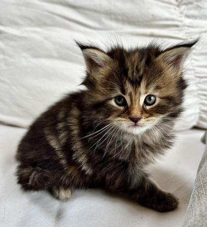 Image 2 of Reserved! Beautiful female Maine Coon kitten ready now!