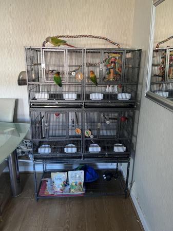 Image 2 of 4 yr old Male Pineapple conure/Male&Female Fischer Lovebird