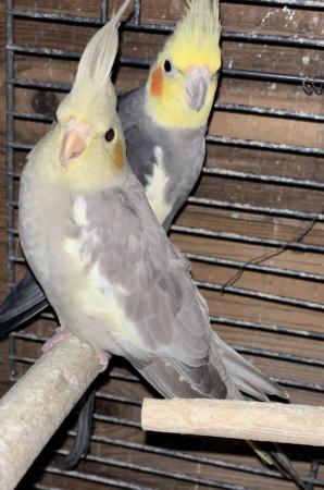 Image 3 of really beautiful cockatiel babies for sale