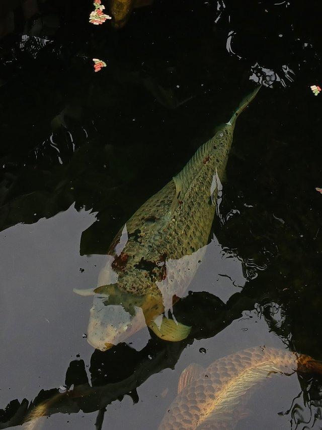 For sale beauriful Koi Carp — photo 2 of 4