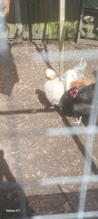 Image 1 of Bantam silkie Cockerell for sale