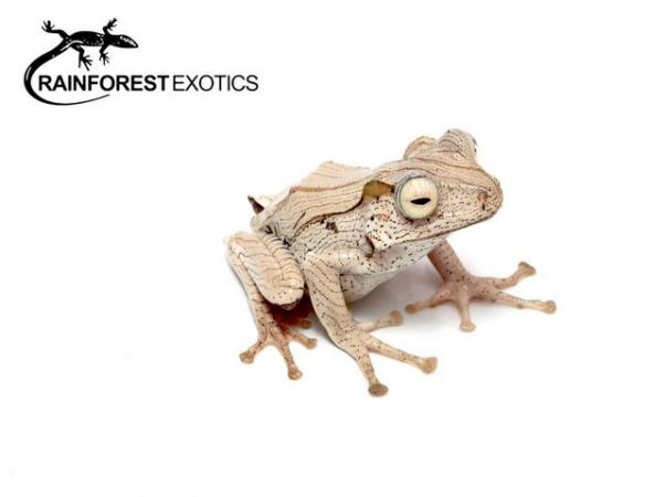 Image 4 of AMPHIBIANS Stocklist - Rainforest Exotics
