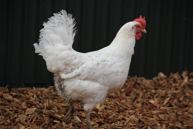 Preview of the first image of White Star (Leghorn) Pullets at point of lay.