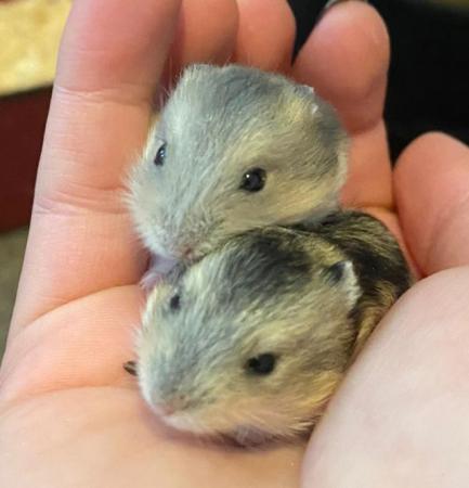 Image 4 of Baby Russian Dwarf Hamsters
